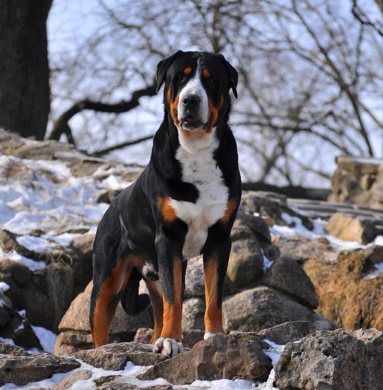 Bandiera Da Giardino Tesori Dell'Caroline Con Greater Swiss Mountain Dog E Uova Di Pasqua – 27,9x38,1 Cm, Doppia Faccia, 100% Poliestere, Multicolore